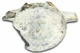 Fossil Whale Thoracic/Lumbar Vertebra - Yorktown Formation #362085-1